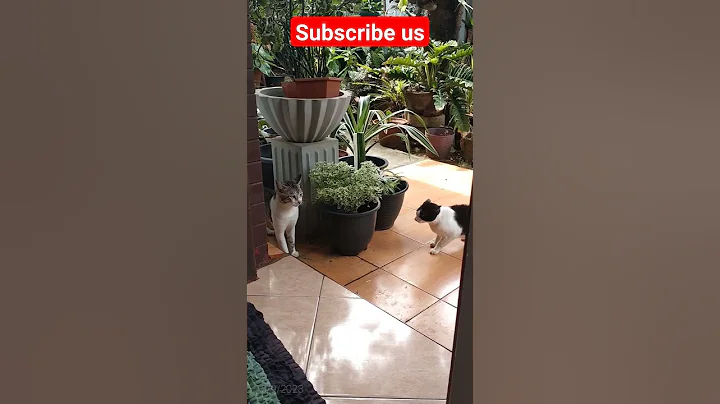 Watch the video about Lucky & Tiger @auburnmeow#cat#kitty#catactivity#new#funny#kittycat#shorts#meow#meowing#meowmeow