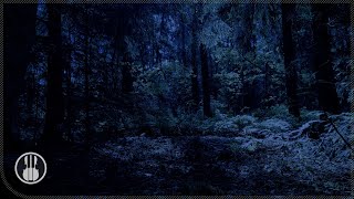 The Night Forest Ambience. Relaxing Sounds of Nature: Cicadas, Crickets and Screams of an Owl