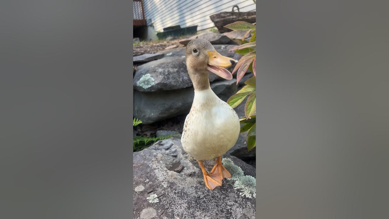 Call ducks gonna call π π¦ #DunkinDucks #CallDucks #Pets #Animals #FarmAnimals #Quack #DuckCall Call ducks gonna call π π¦ #DunkinDucks #CallDucks #Pets #Animals #FarmAnimals #Quack #DuckCall