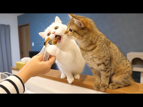 おやつがある！と勘付いて瞬間移動（遅い）してくるモフ猫！