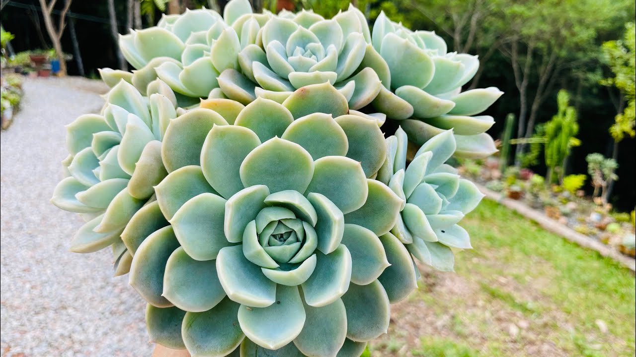 15 SUCULENTAS SEM FRESCURA E FÁCIES DE CULTIVAR PARA INICIANTES