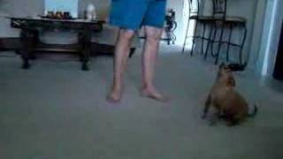 Coby the dancing chihauhau