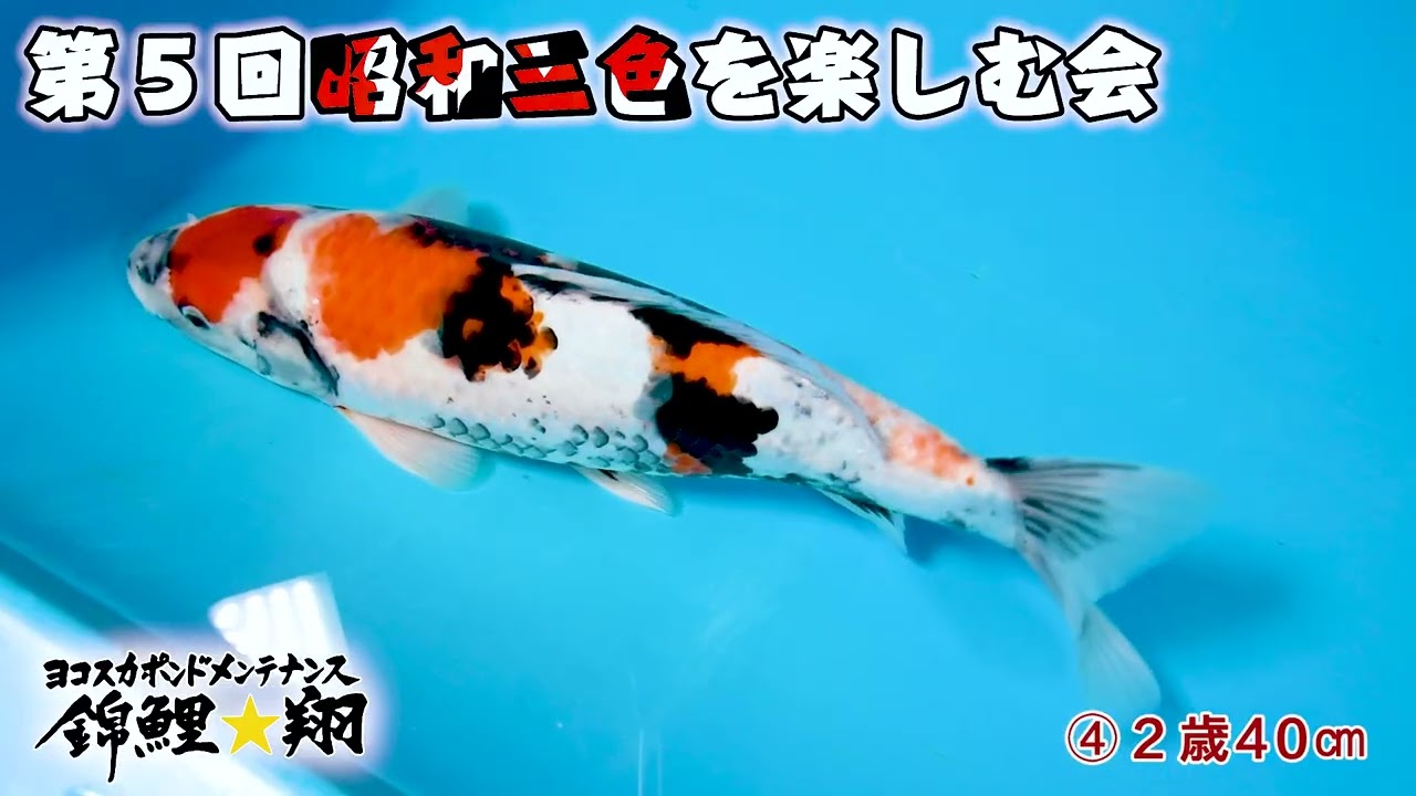 月刊錦鯉２０２６年３月号掲載　ヨコスカポンドメンテナンス錦鯉★翔