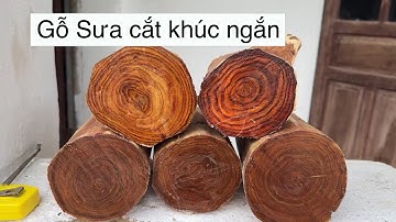 Giao Lưu Mấy Khúc Gỗ Sưa Cắt Ngắn Thích Hợp Với Hàng Tiện - Gỗ Sưa Còn Non Trên 20 Năm Tuổi