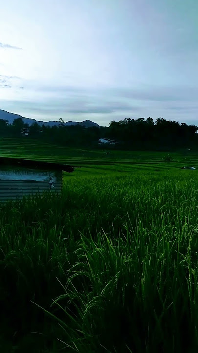 Damainya Pagi Hari Di Pedesaan #shorts #alampedesaan #djodjodjowo