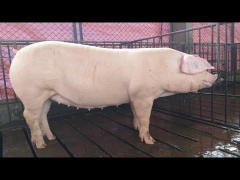 Video phân phối lợn hậu bị đan mạch nhập khẩu lai 2 dòng máu... - youtube
