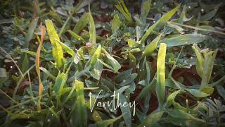 💕mella vidai kodu kodu maname💕whatsapp status