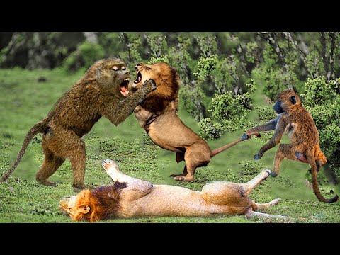 Video: ¿Los babuinos trepan a los árboles?