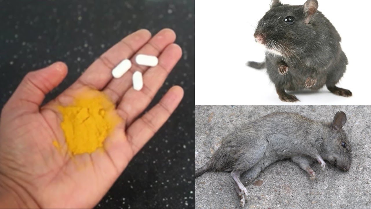 MAGIC INGREDIENT | How To Get Rid of Mouse Rats, Permanently In a ...