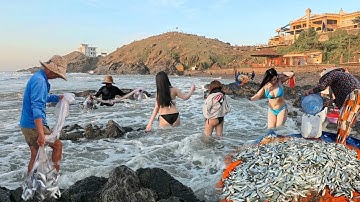 Cảnh tượng Sửng Sốt Tại Bãi Biển Vũng Tàu - Hiện Tượng Kéo Lưới Cá Trích Chưa Bao Giờ Nhiều Thế Này