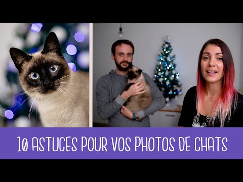 Vidéo: Comment Photographier Des Chats