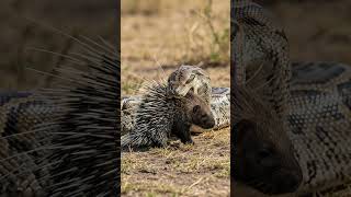 Famous Giant Python vs Porcupine: Wild Showdown! #wildlife #porcupines #python #shorts Wealth