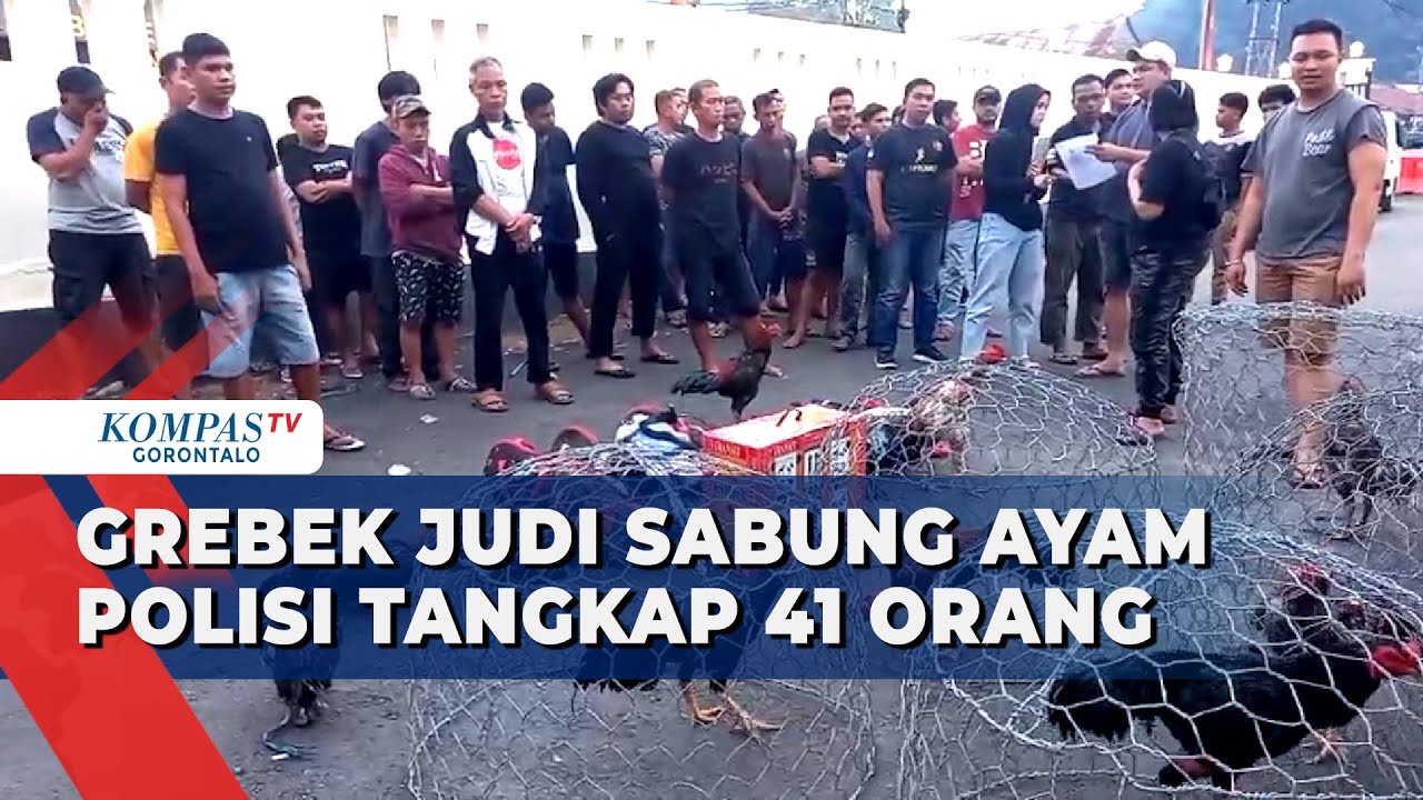 Polisi Grebek Judi Sabung Ayam di Kota Gorontalo, 41 Orang Ditangkap