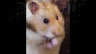 Hammy's PTSD (War Flashback)