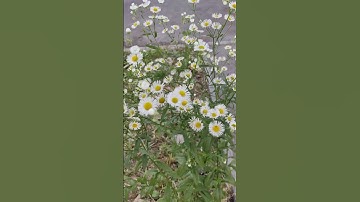 Hemşin şifa otu