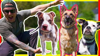 TRAINING A GERMAN SHEPHERD, PITBULL AND A BOXER IN ONE TRAINING SESSION!