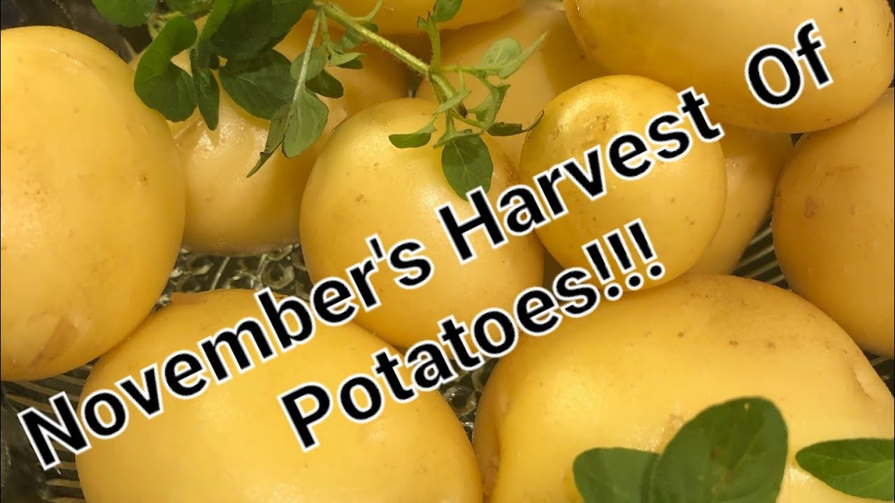 An Experiment Growing Late Season Potatoes. YouTube