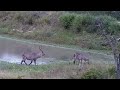 Djuma Waterbuck Female And Male That Is Interested In Mating 15 58 03 27 2022 