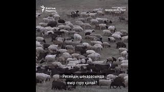 Ресейдің Алтай тауындағы қазақ ауылының өмірі