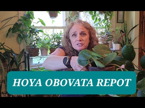 Hoya Obovata Repotting Made Easy!!