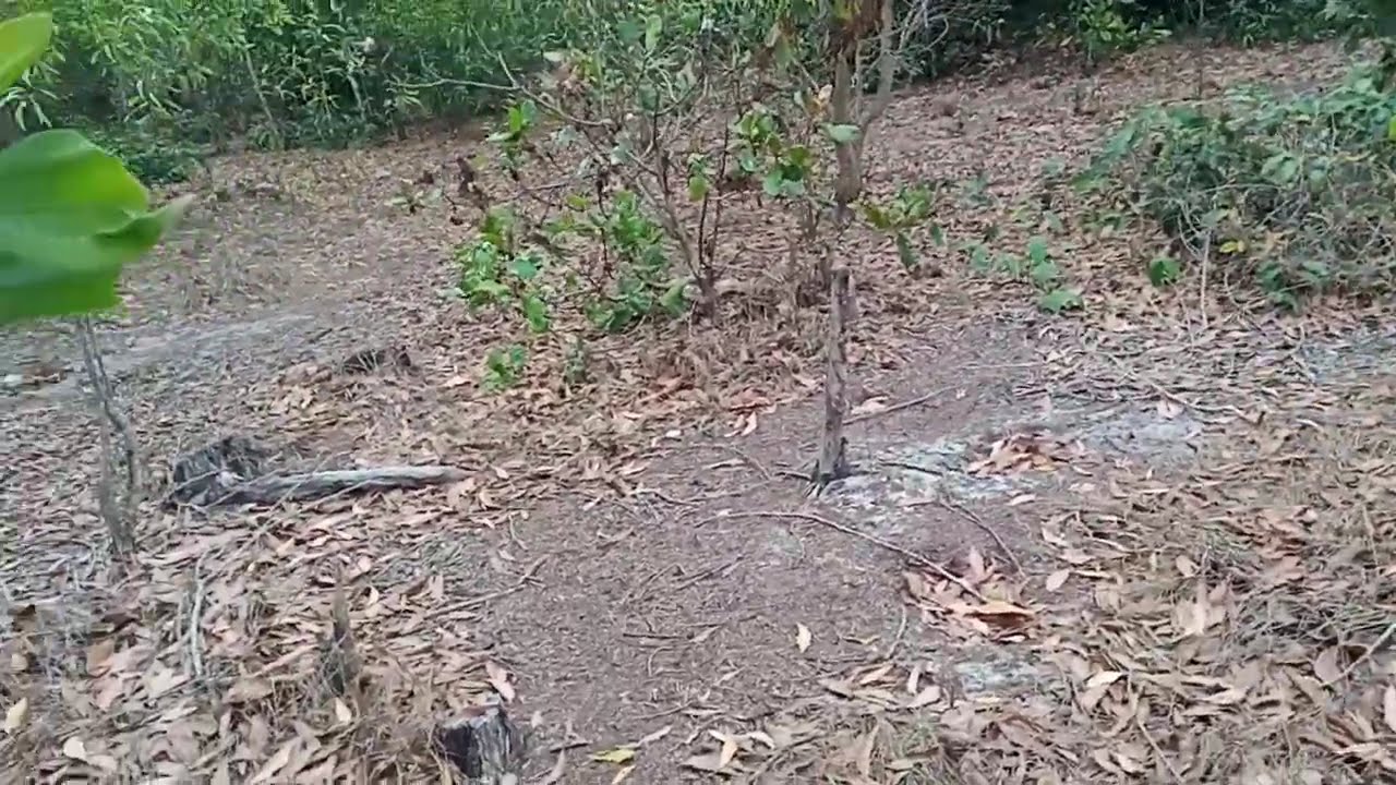 Phần 34 | ĐẺ MƯỚN - (NGUYỄN HẰNG MY) -  khám phá ở trong khu rừng mình ở trong khu rừng 