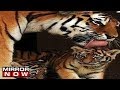 Tigress Avni's cubs spotted in Yavatmal today
