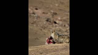 💢高原狼捕猎！Plateau Wolves Hunting #Wolf #Animal 【跟着图尔去旅行】