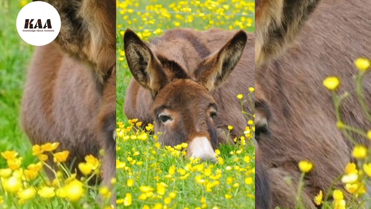 #လား #mule #knowledge #about #animals