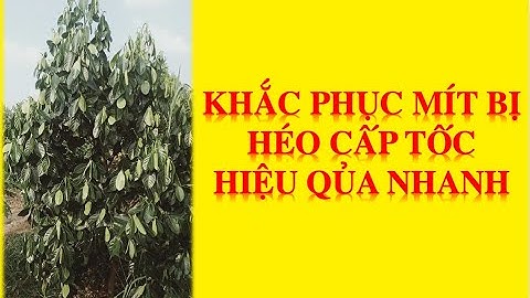 mít héo sau khi mưa. cách khắc phục. kỹ thuật cây trồng