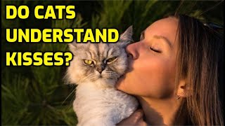 Do Cats Understand We Love Them When We Kiss Them?