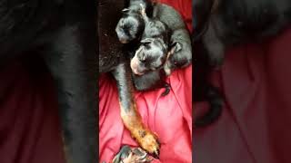 NEW BORN miniature pinscher puppies 🐶 Black and Tan