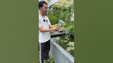 Cám Finn Koika - Thức ăn cao cấp cho các loại cá. Guppy, molly, cá chép, cá vàng….#15/11.25