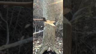 Chopping down a tree with an axe: safety