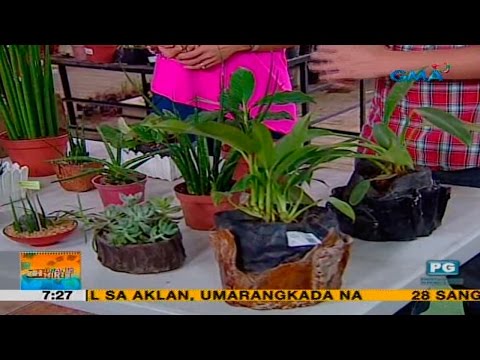 Video: Indoor begonia: mga uri, paglalarawan, larawan, pangangalaga at pagpaparami sa bahay