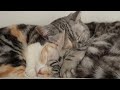 【人気の猫写真 2022年6月】NEKOくらぶ Jun/2022 ~ネコ好きはヤメラレナイ~