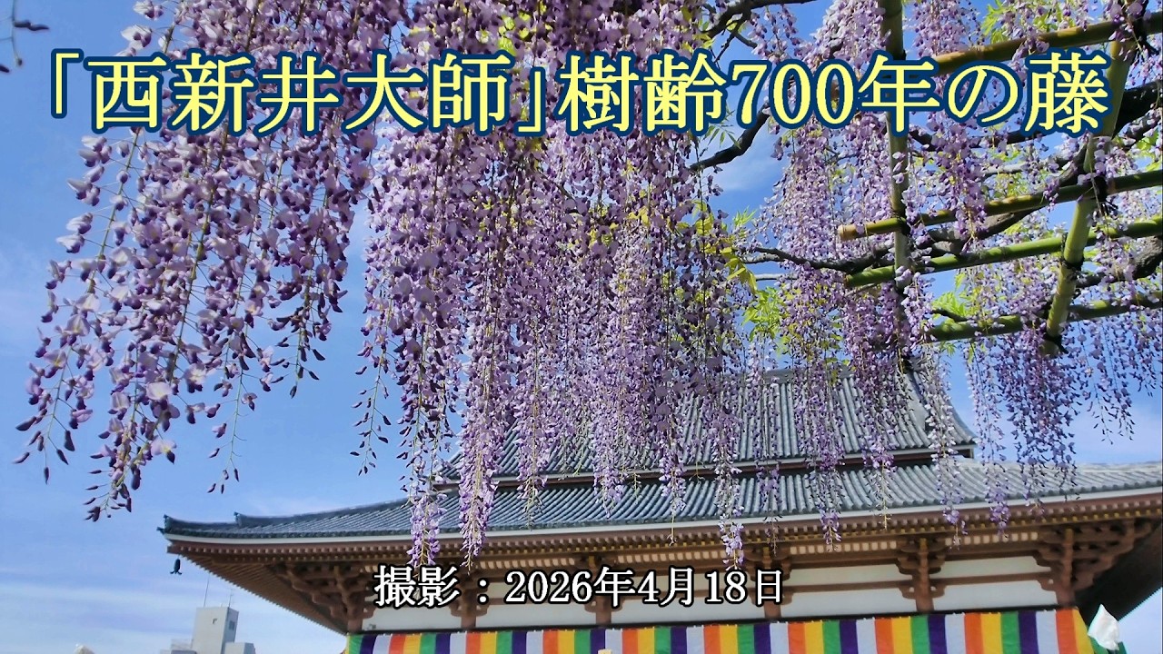 西新井大師」樹齢700年の藤 [4K] The 700-year-old wisteria at