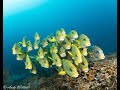 Raja ampat indonesia scuba diving with papua explorers mantas dolphins sweet lips 2023 om1