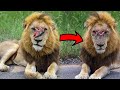 Two most dangerous brother from kruger national park south africa  latest sightings  bbc earth