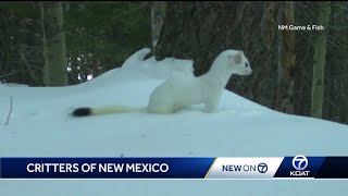 Celebrate New Mexico: New Mexico's Wildlife