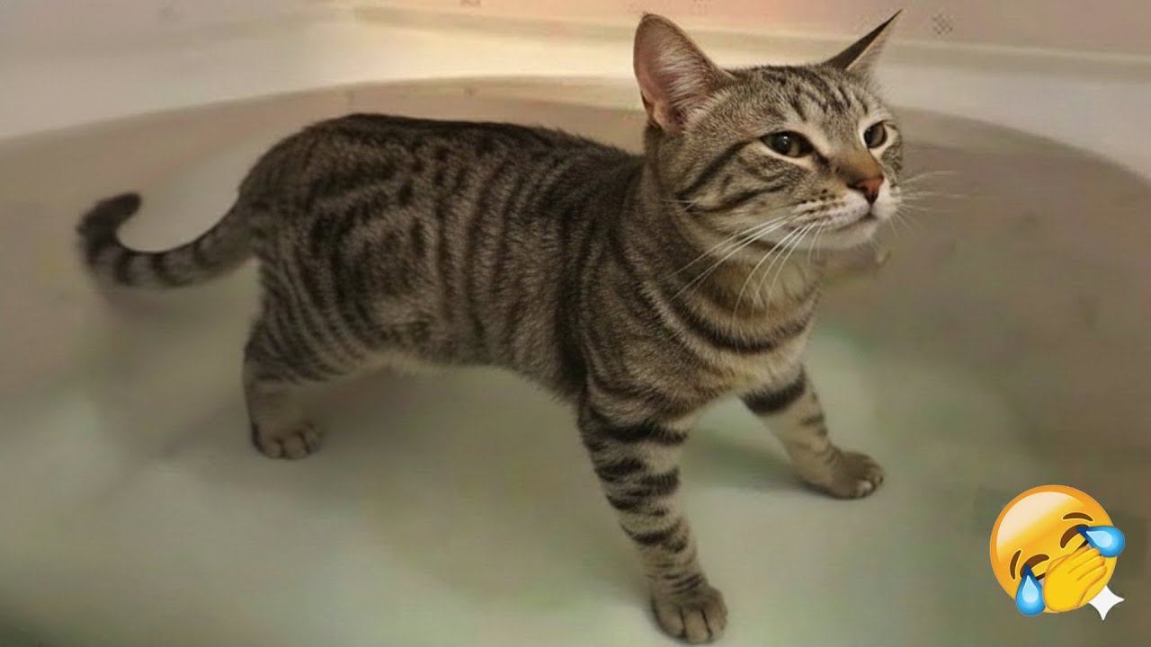 Try Not To Laugh🐾Funniest Cats and Dogs Clips 2026😺🐱