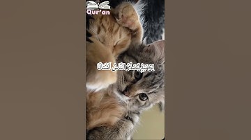 سورة الزلزلة آياتها 8 📖🌴القرآن الكريم راحة نفسية عظيمة🙏🏽🙏🏽