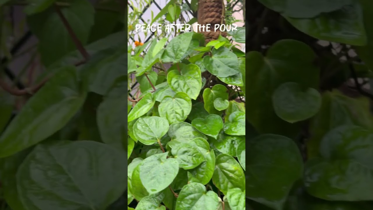 MY GARDEN AFTER RAIN 😍 