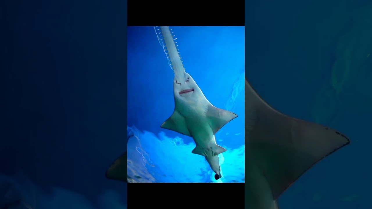 Рыба- пила часть 2