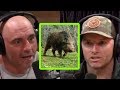 Adam Greentree Was Almost Killed by a Wild Hog! - Joe Rogan