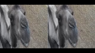 Camel and Goats in 3D! Ecopark ! vr video ( Google Cardboard ) screenshot 4