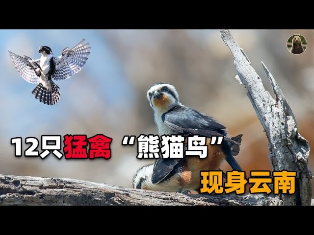 12只罕见“迷你熊猫鸟”现身云南，鸟类专家很兴奋：它非常威猛！ - YouTube