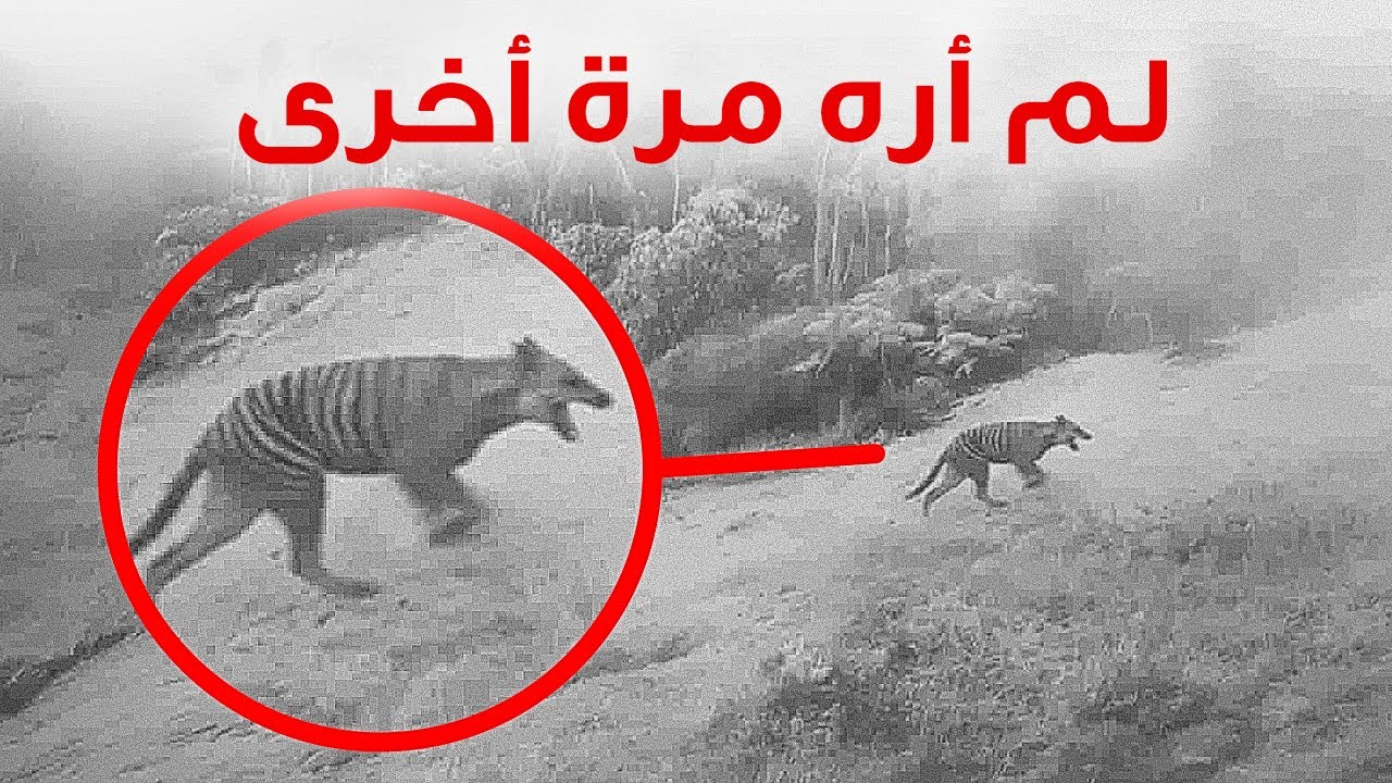 آخر المواجهات المسجلة مع الأنواع المنقرضة