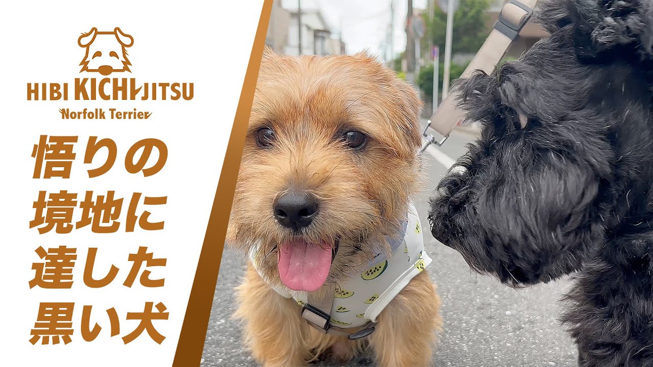 愛犬キチ と 10歳スコッティ「ジェリー」 【friends dog