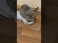 Никогда  не торопись.