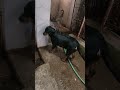 जूडो नहा धो के त्यार हो रही है